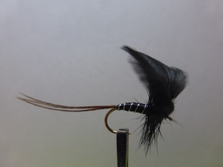 Size 10 Mayfly Black